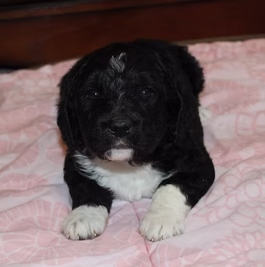 Bailey3 10-18-19.JPG